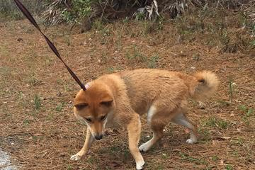 Dog Park at Walsingham Park photo 1